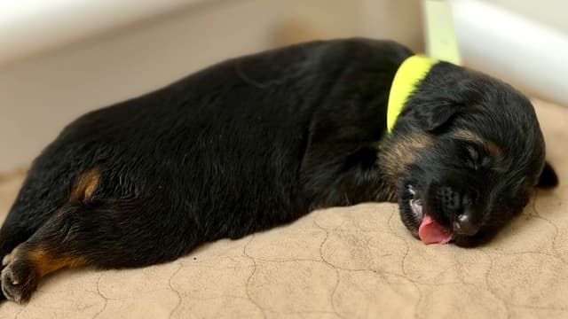 German Shepherd Dog Puppies media 3