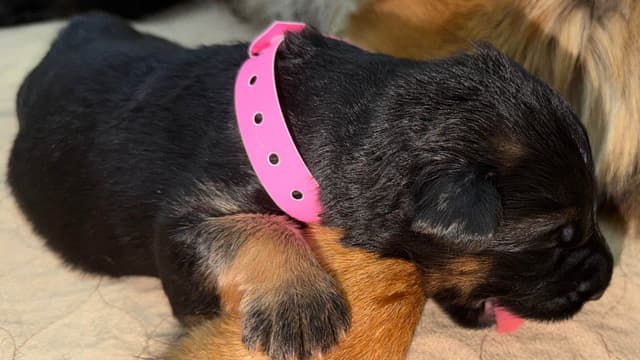 German Shepherd Dog Puppies media 4