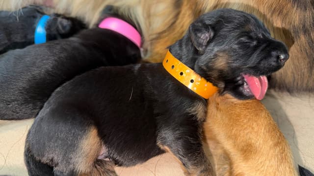 German Shepherd Dog Puppies media 5