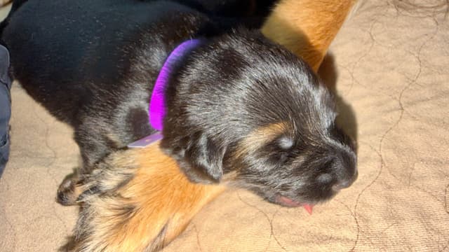 German Shepherd Dog Puppies media 6