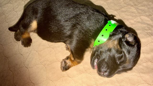 German Shepherd Dog Puppies media 7