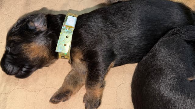 German Shepherd Dog Puppies media 8