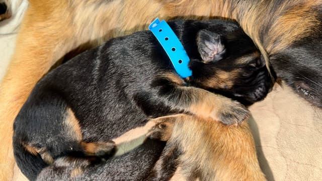 German Shepherd Dog Puppies media 9