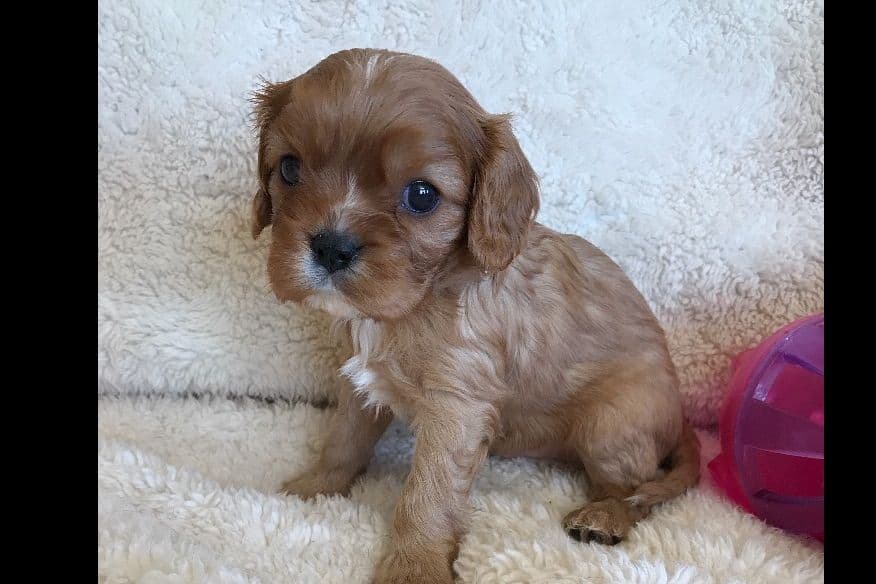 Cavalier King Charles Spaniel Puppies breeder image 1