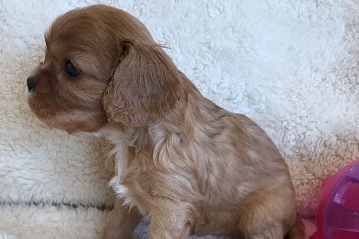 Cavalier King Charles Spaniel Puppies breeder image 4