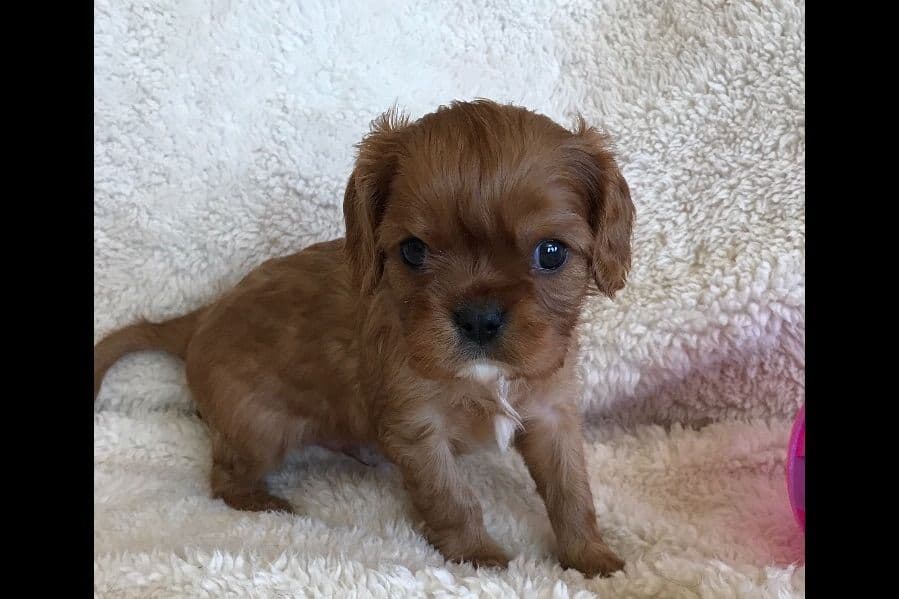 Cavalier King Charles Spaniel Puppies breeder image 3