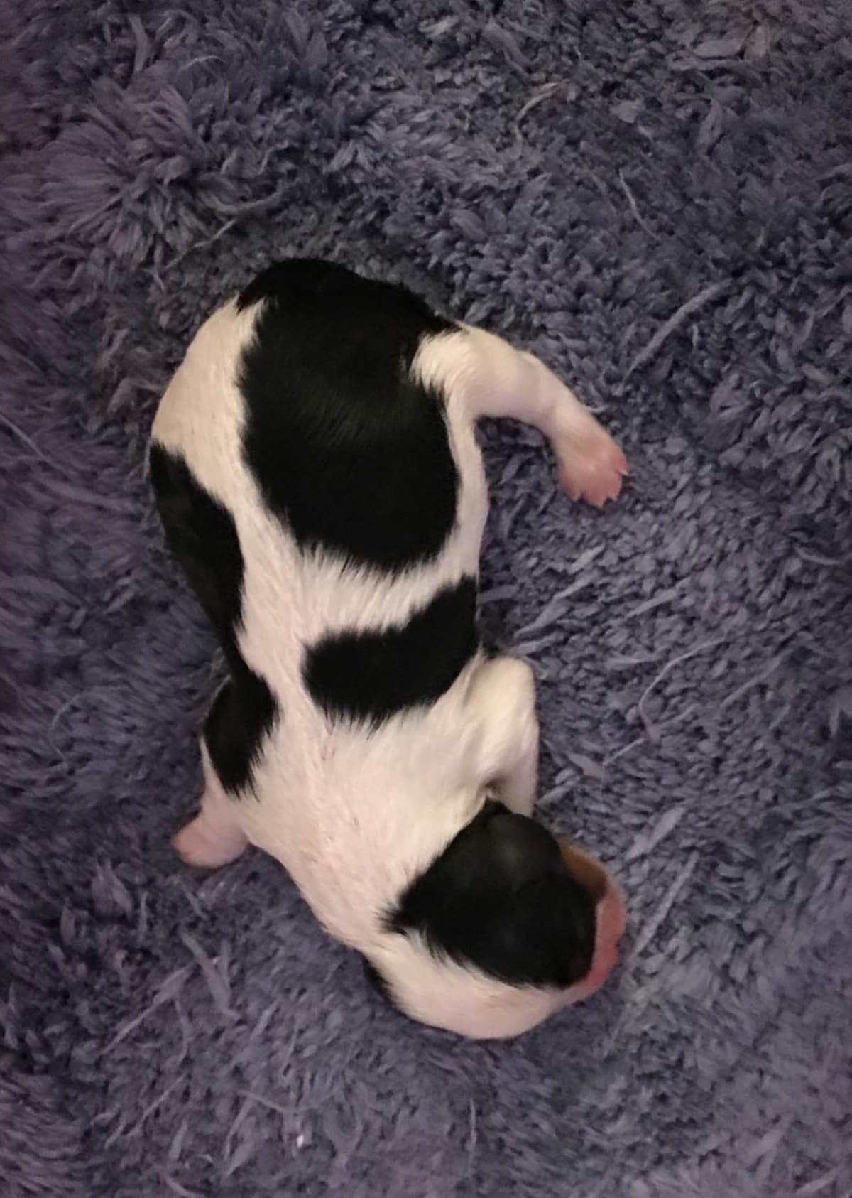 Cavalier King Charles Spaniel Puppies breeder image 5