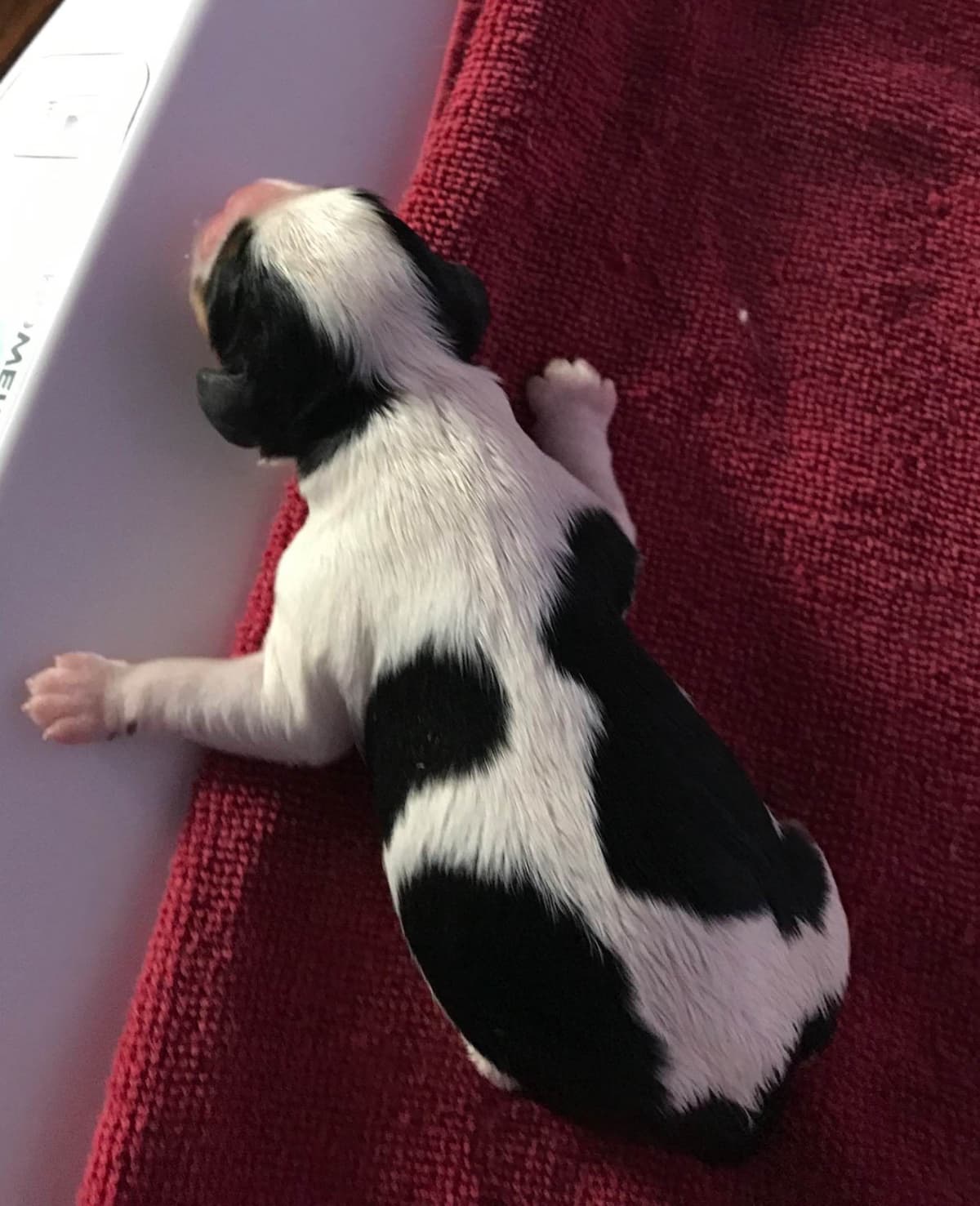 Cavalier King Charles Spaniel Puppies breeder image 6