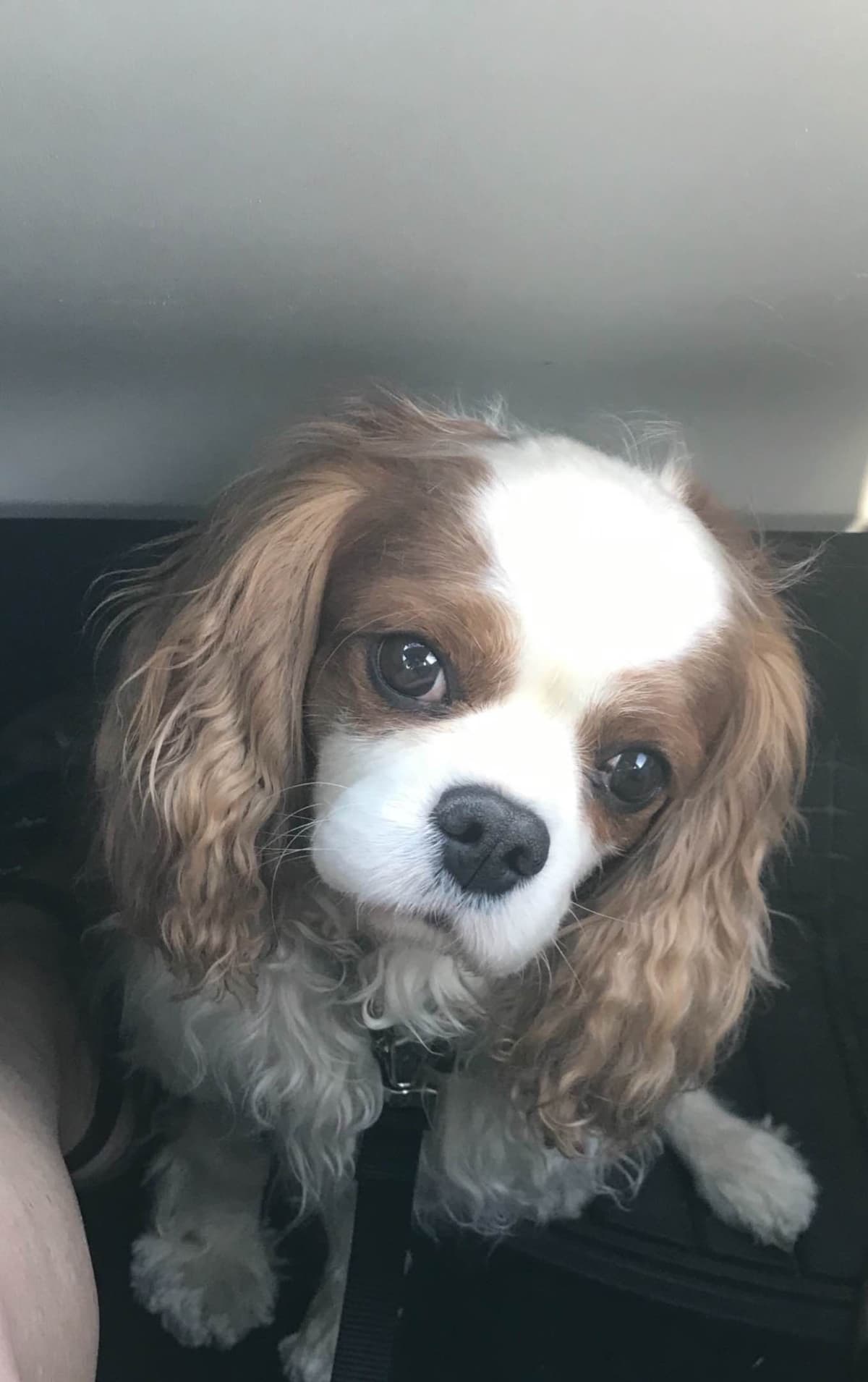 Cavalier King Charles Spaniel Puppies breeder image 9