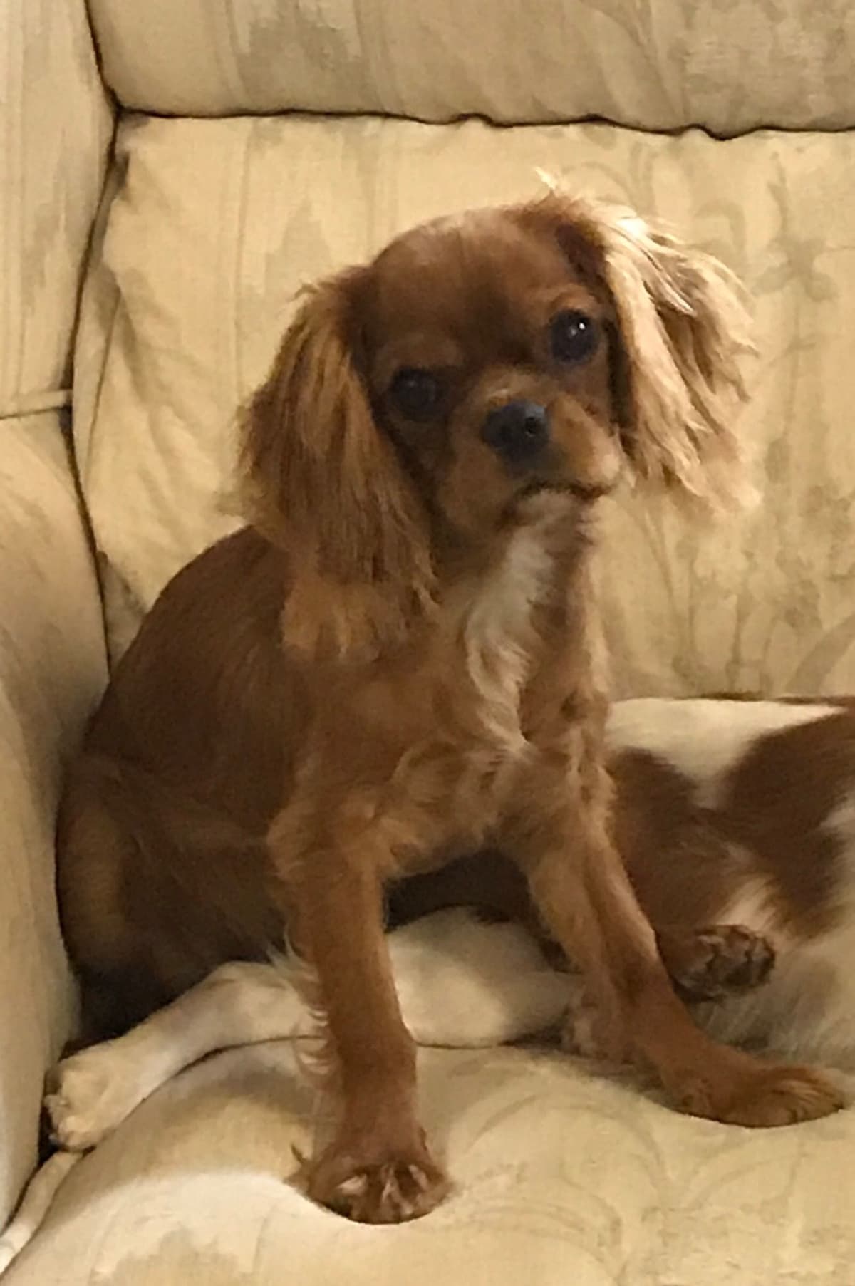 Cavalier King Charles Spaniel Puppies breeder image 10