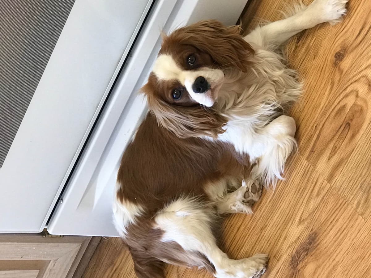 Cavalier King Charles Spaniel Puppies breeder image 12