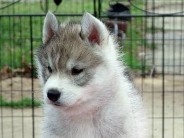 Shiba Inu Puppies breeder image 2