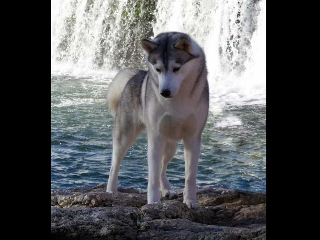 Shiba Inu Puppies breeder image 6