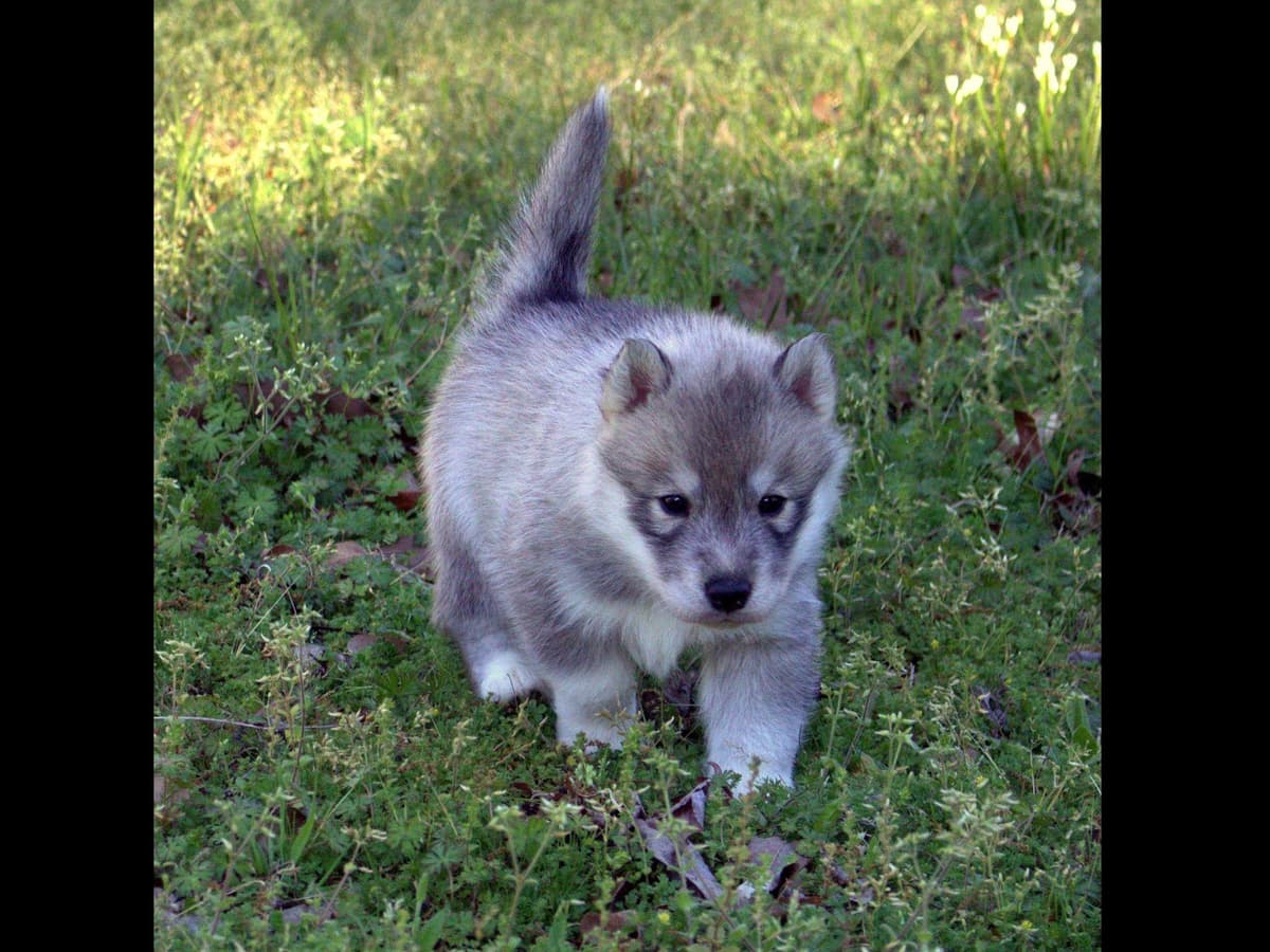 Shiba Inu Puppies breeder image 7
