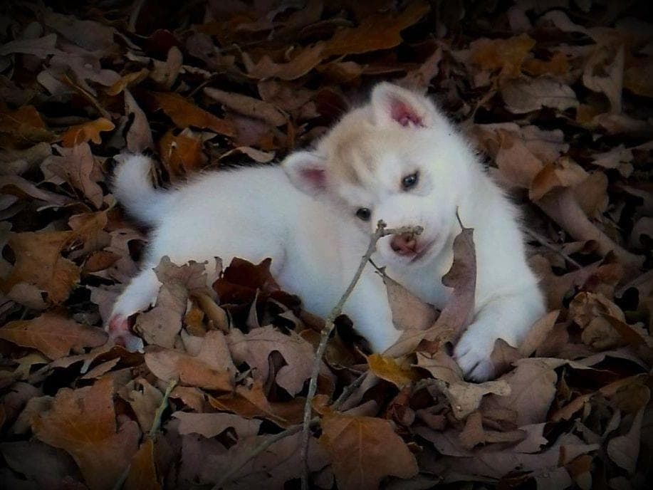Shiba Inu Puppies breeder image 8