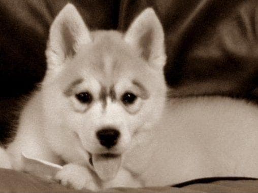 Shiba Inu Puppies breeder image 9