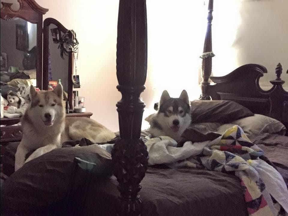 Shiba Inu Puppies breeder image 10