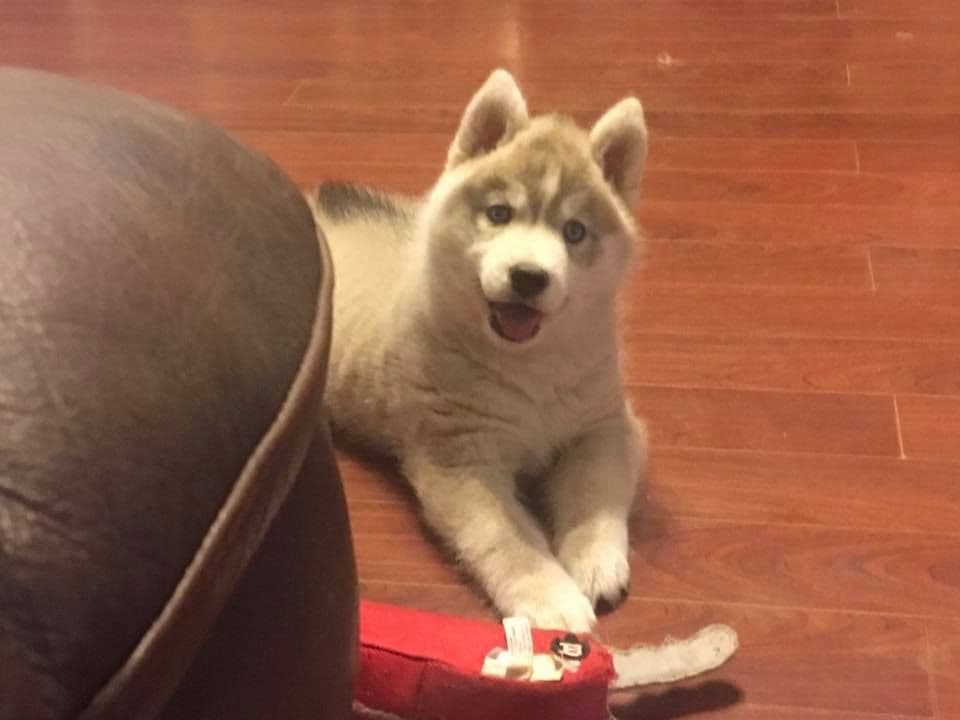 Shiba Inu Puppies breeder image 11