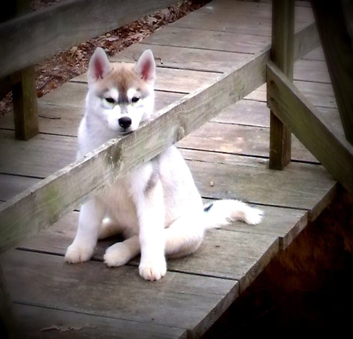 Shiba Inu Puppies breeder image 14
