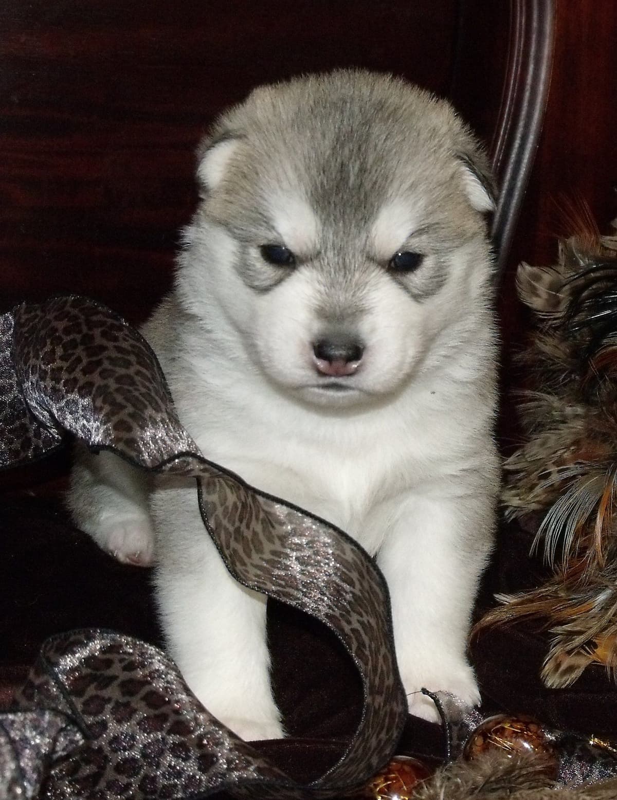 Shiba Inu Puppies breeder image 1