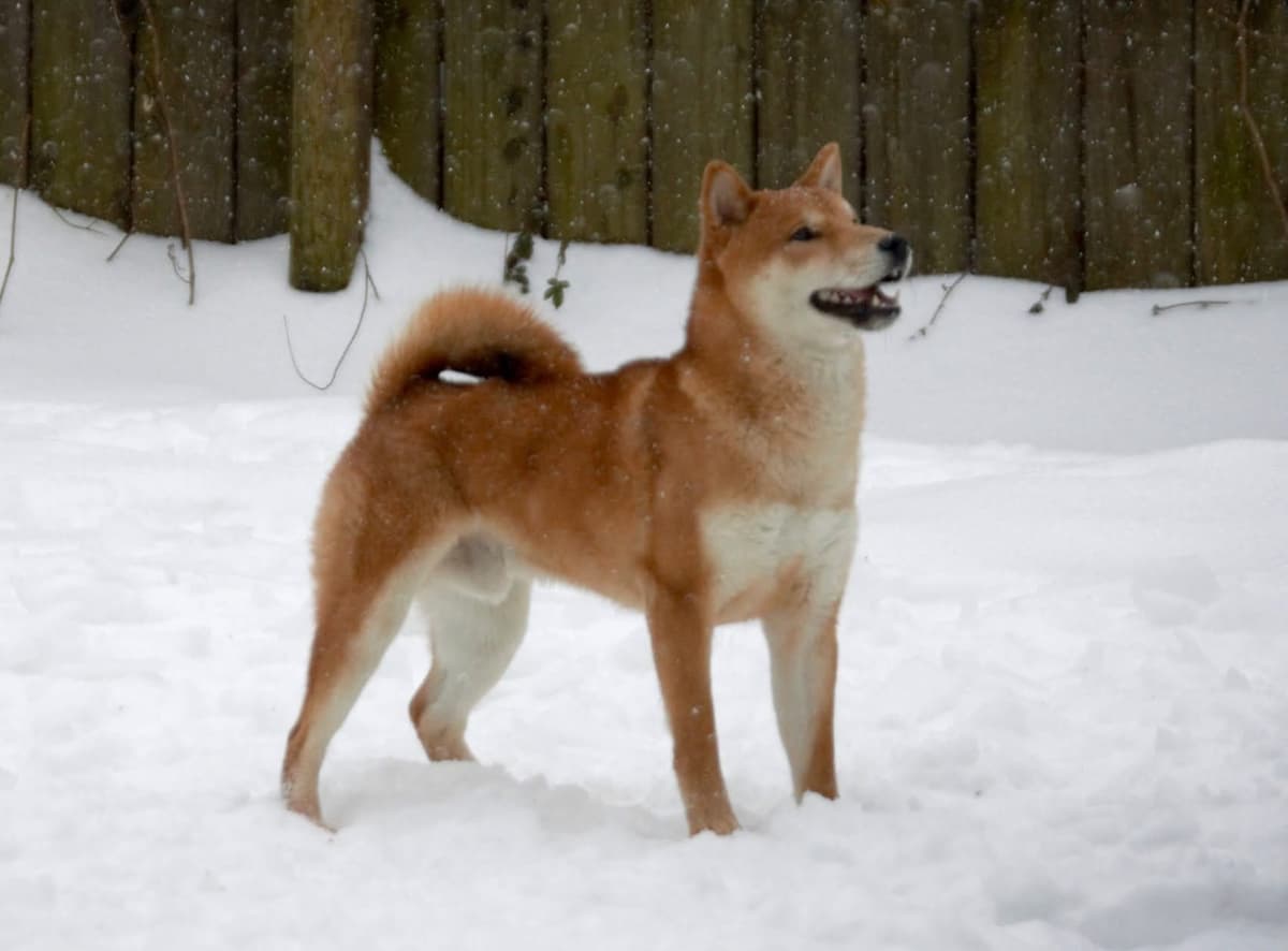 Shiba Inu Puppies breeder image 22