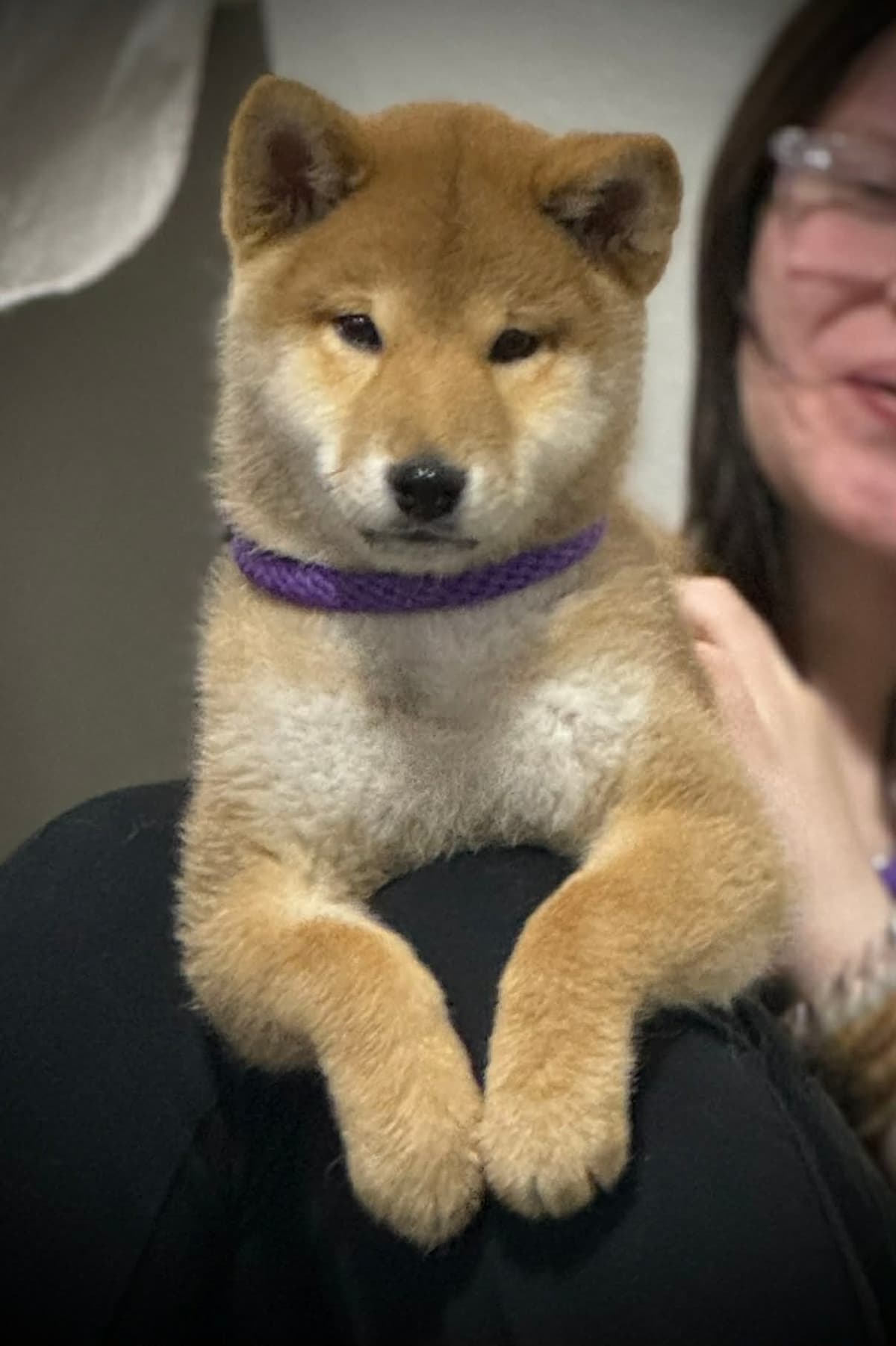 Shiba Inu Puppies breeder image 24