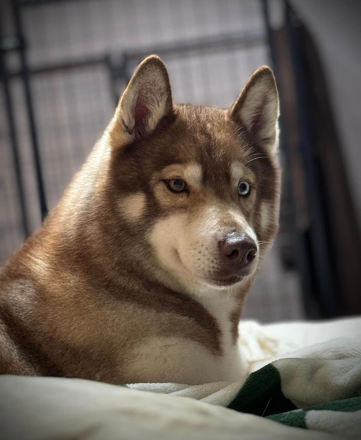 Shiba Inu Puppies breeder image 26