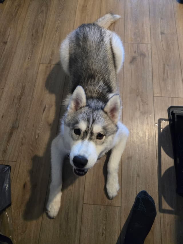 Meet Chess - Year Old Male media 2