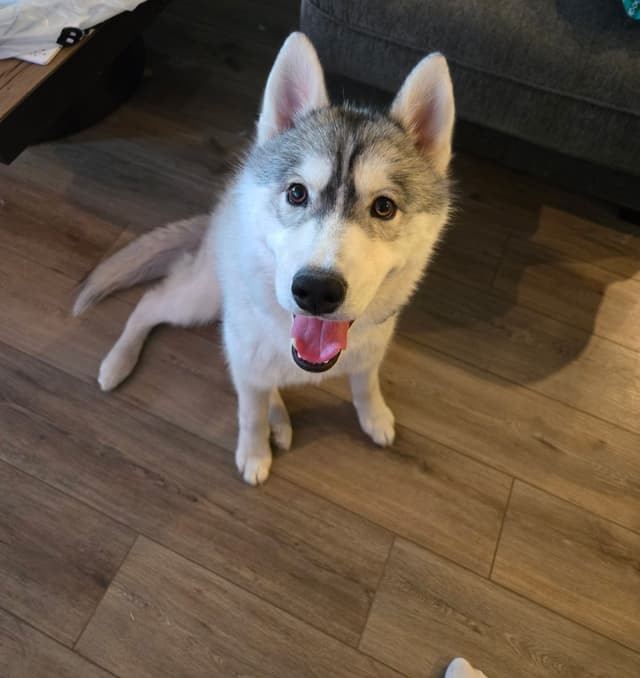 Meet Chess - Year Old Male media 3