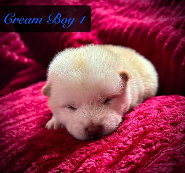 Shiba Inu Puppies media 2