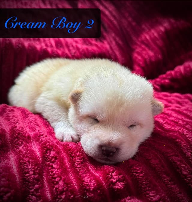Shiba Inu Puppies media 3