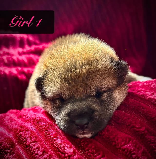 Shiba Inu Puppies media 4
