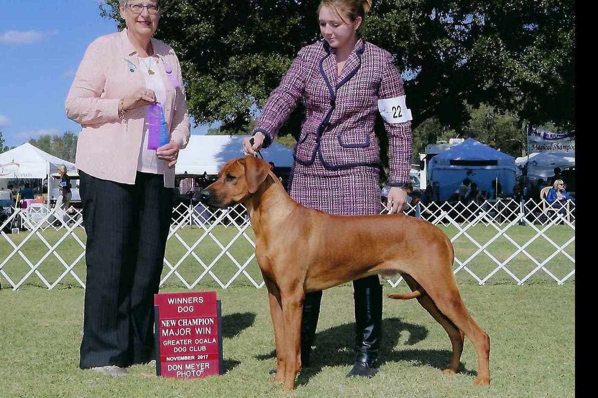 Rhodesian Ridgeback Puppies breeder image 1