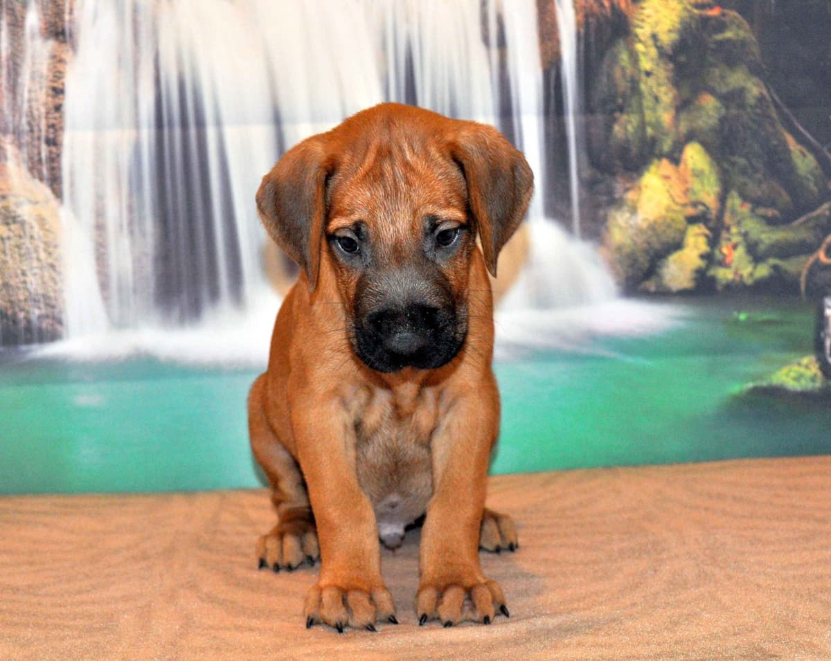 Rhodesian Ridgeback Puppies breeder image 3