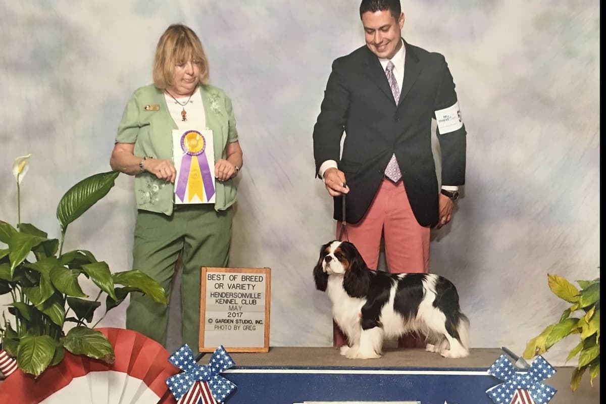 Cavalier King Charles Spaniel Puppies breeder image 3