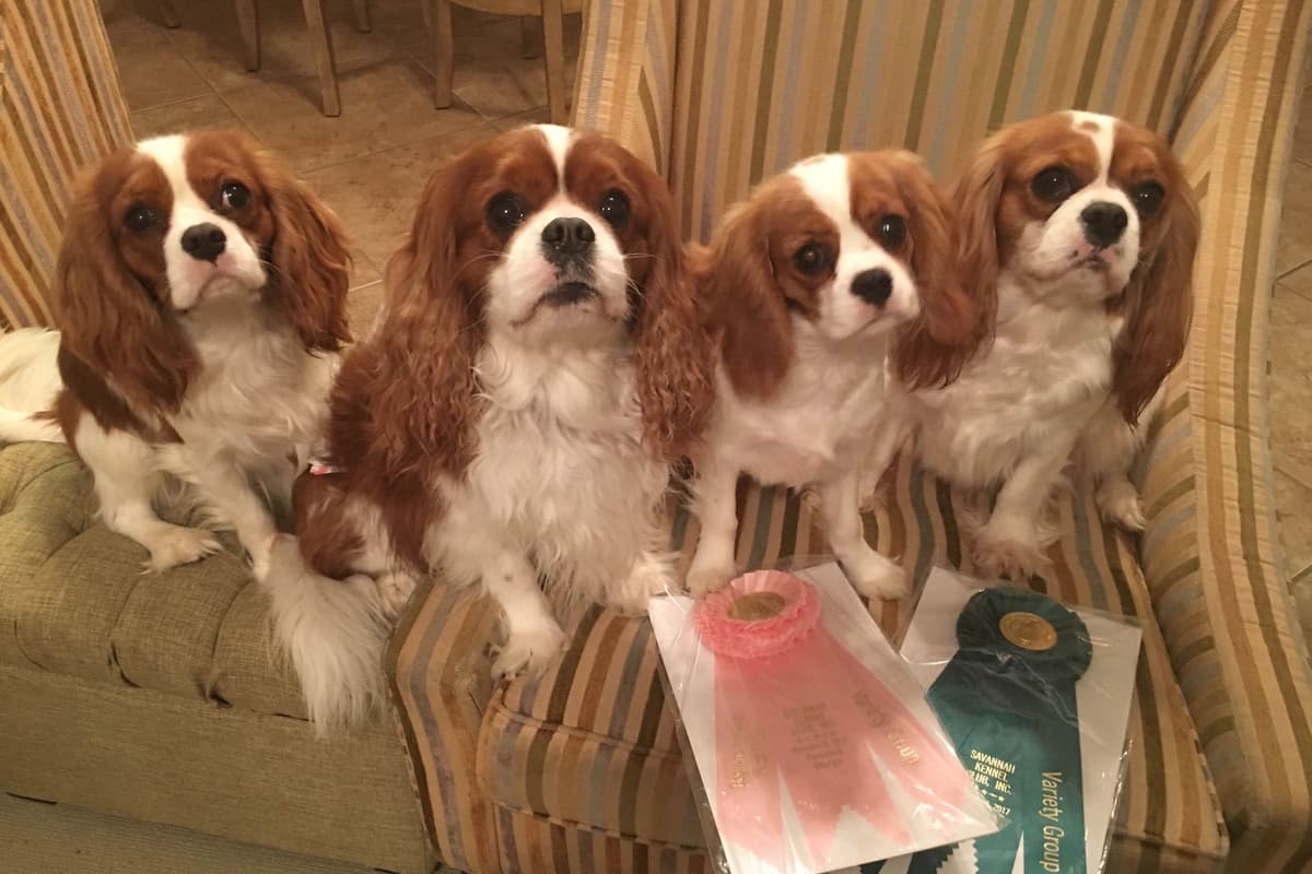 Cavalier King Charles Spaniel Puppies breeder image 5