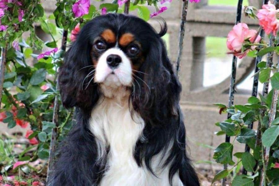 Cavalier King Charles Spaniel Puppies breeder image 9
