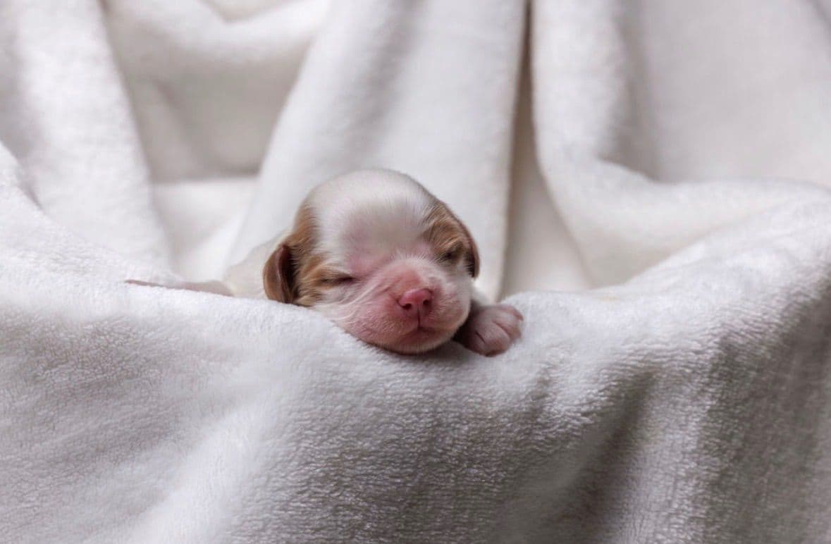 Cavalier King Charles Spaniel Puppies breeder image 10