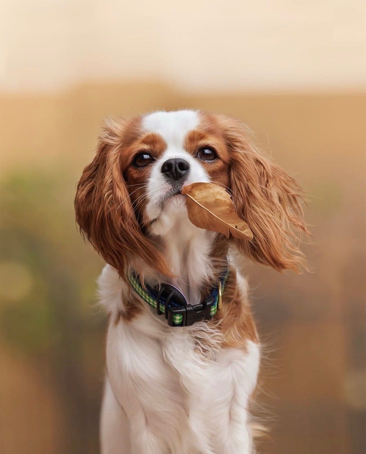 Cavalier King Charles Spaniel Puppies breeder image 12