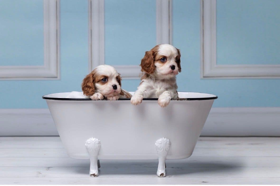 Cavalier King Charles Spaniel Puppies breeder image 13