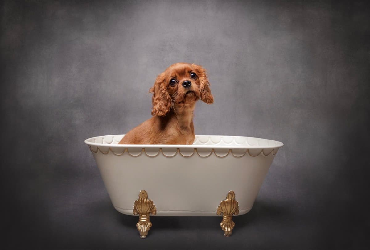 Cavalier King Charles Spaniel Puppies breeder image 18