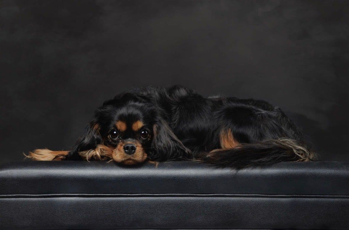 Cavalier King Charles Spaniel Puppies breeder image 15