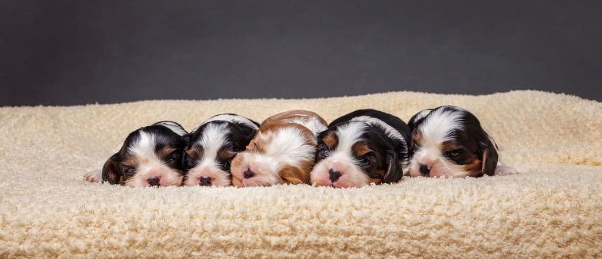 Cavalier King Charles Spaniel Puppies breeder image 16