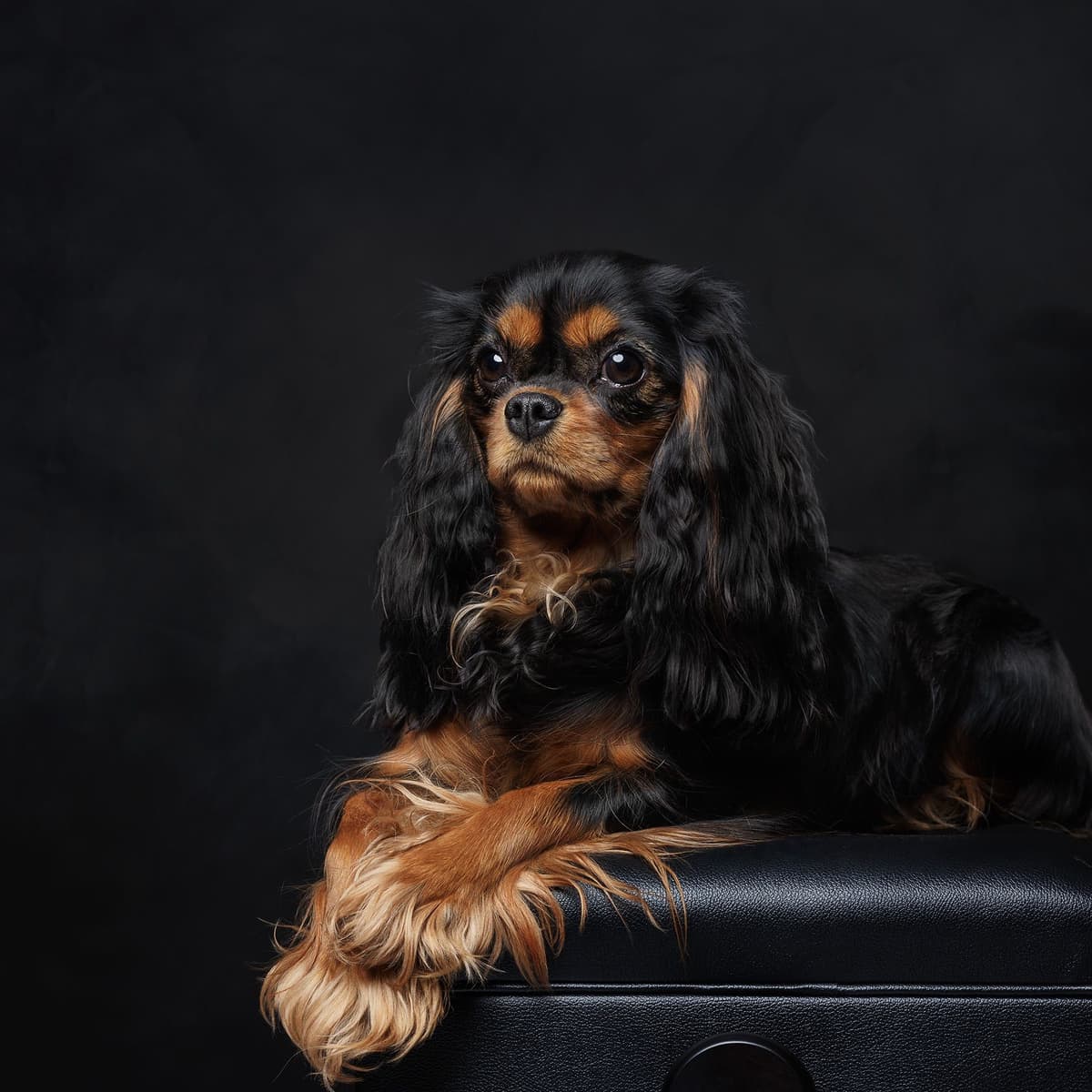 Cavalier King Charles Spaniel Puppies breeder image 19