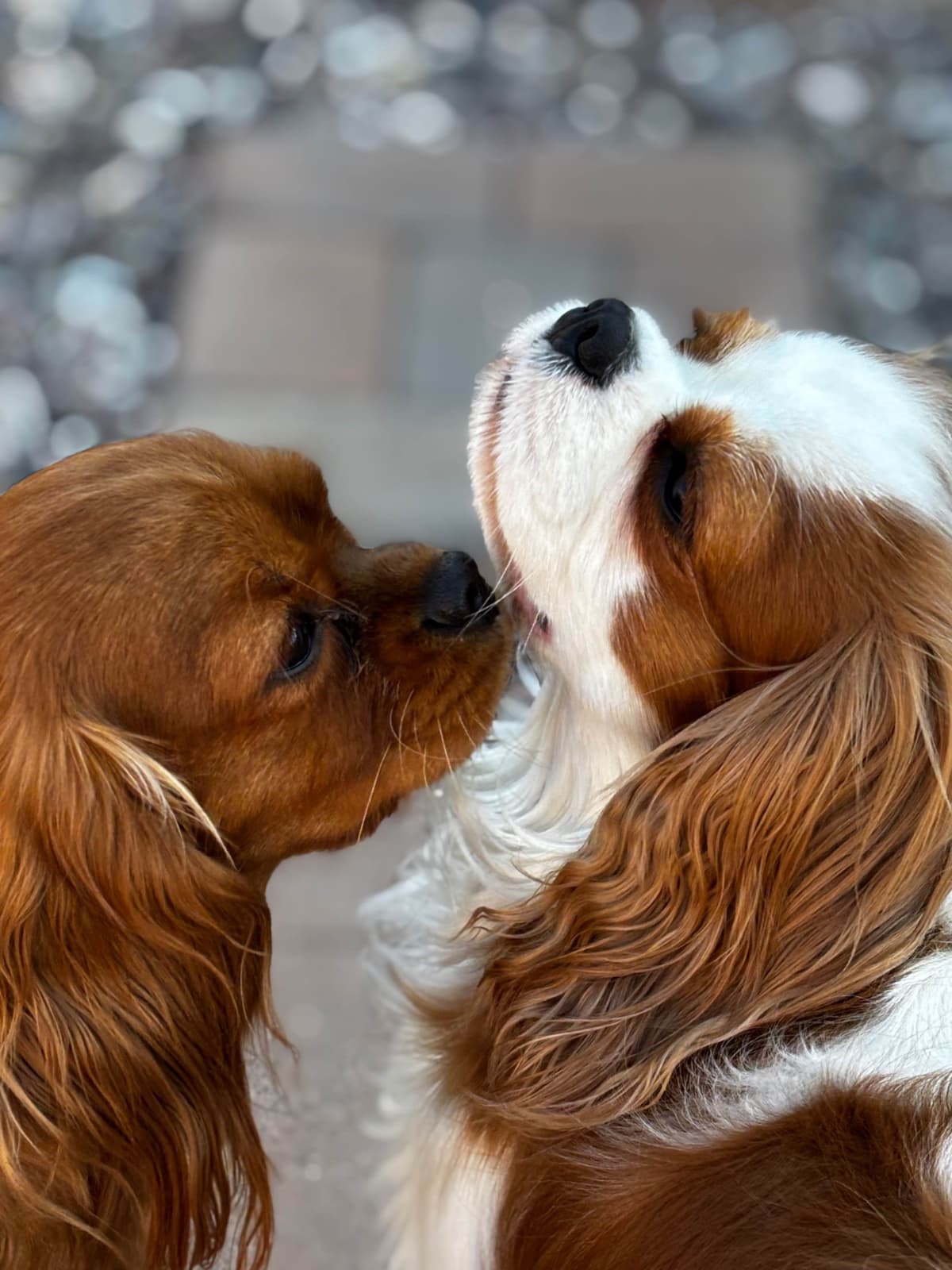 Cavalier King Charles Spaniel Puppies breeder image 21