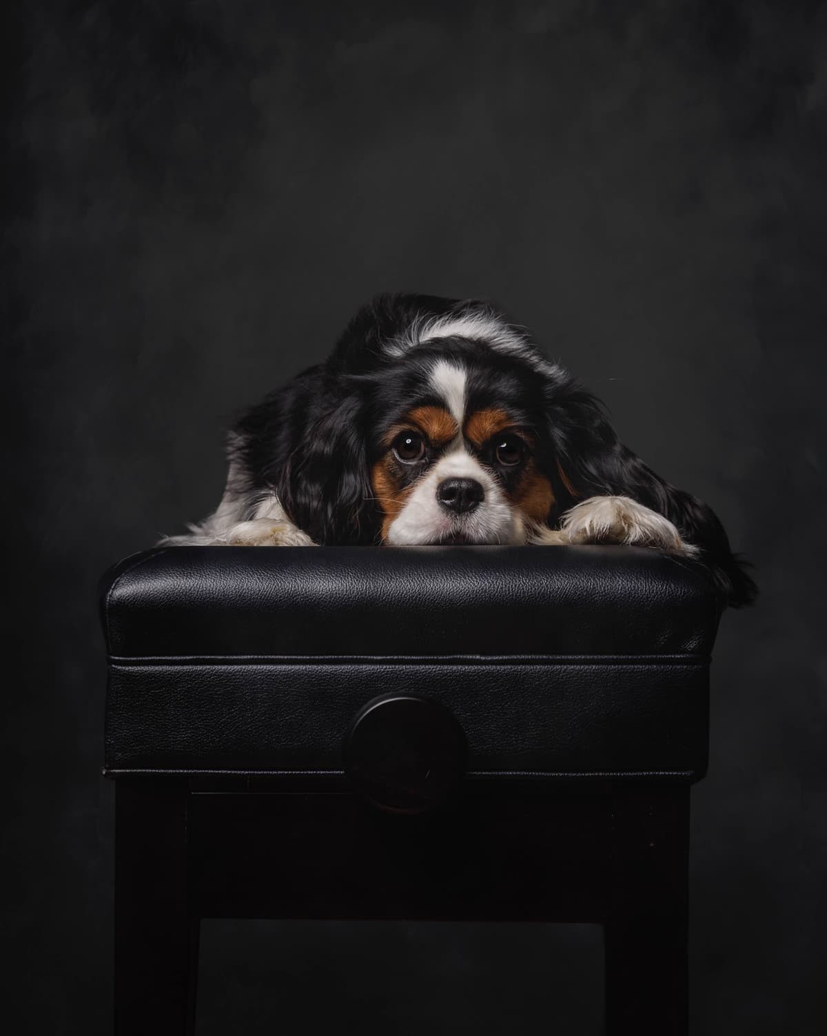 Cavalier King Charles Spaniel Puppies breeder image 22