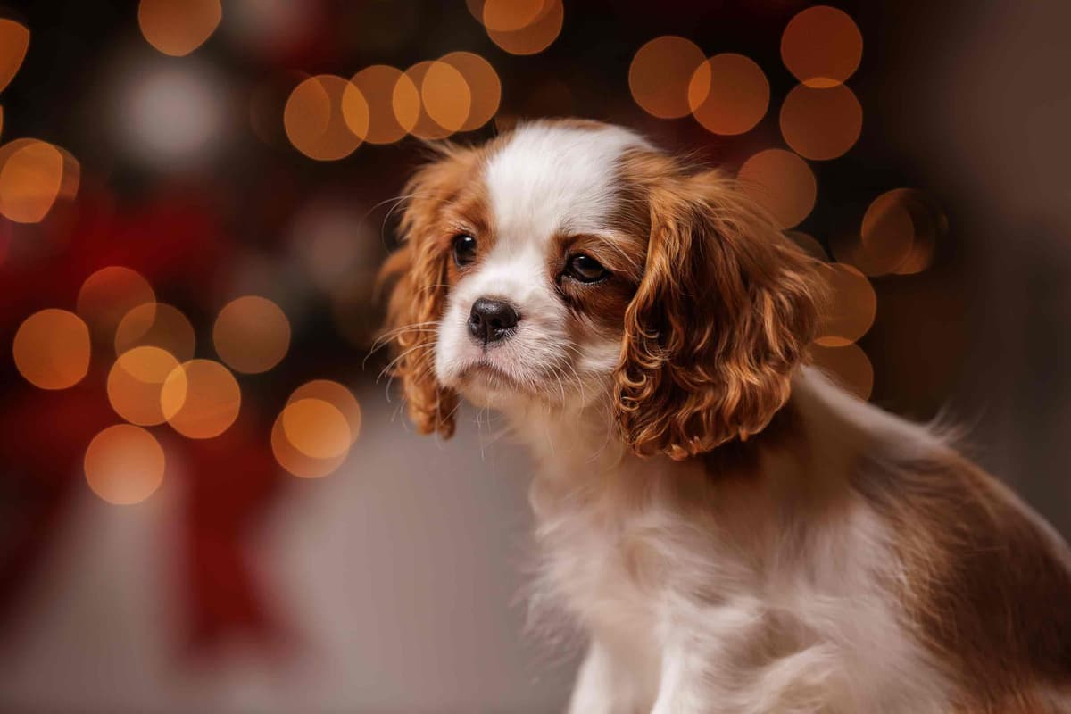 Cavalier King Charles Spaniel Puppies breeder image 23