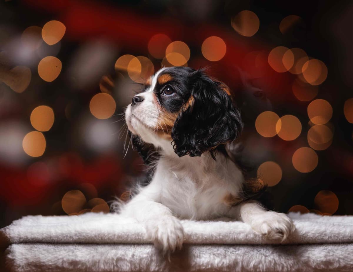 Cavalier King Charles Spaniel Puppies breeder image 24