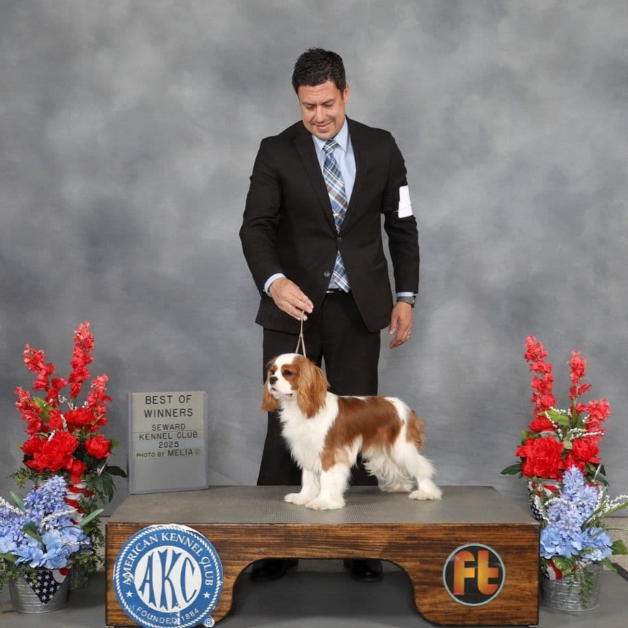 Cavalier King Charles Spaniel Puppies breeder image 2