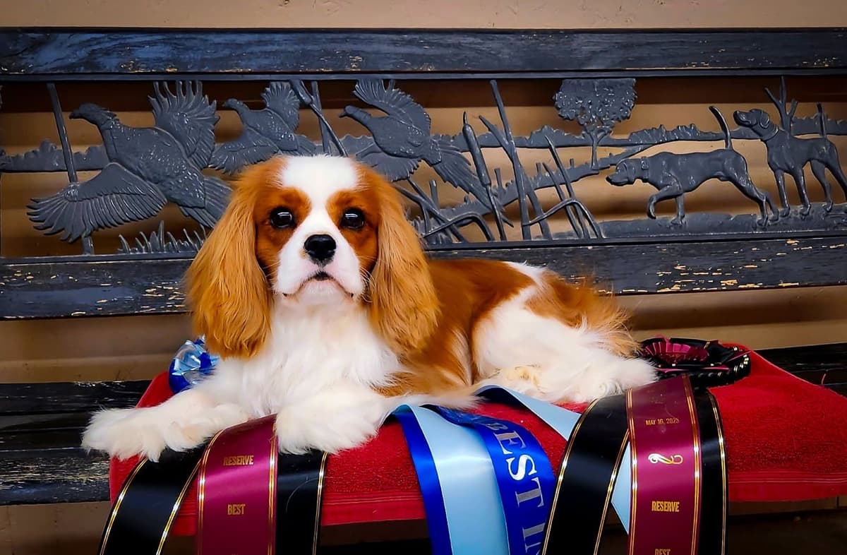 Cavalier King Charles Spaniel Puppies breeder image 1
